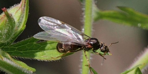 Mravi s krilima u kući - kako ih se riješiti
